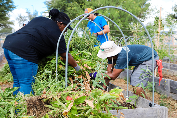 Photo of the Community Garden